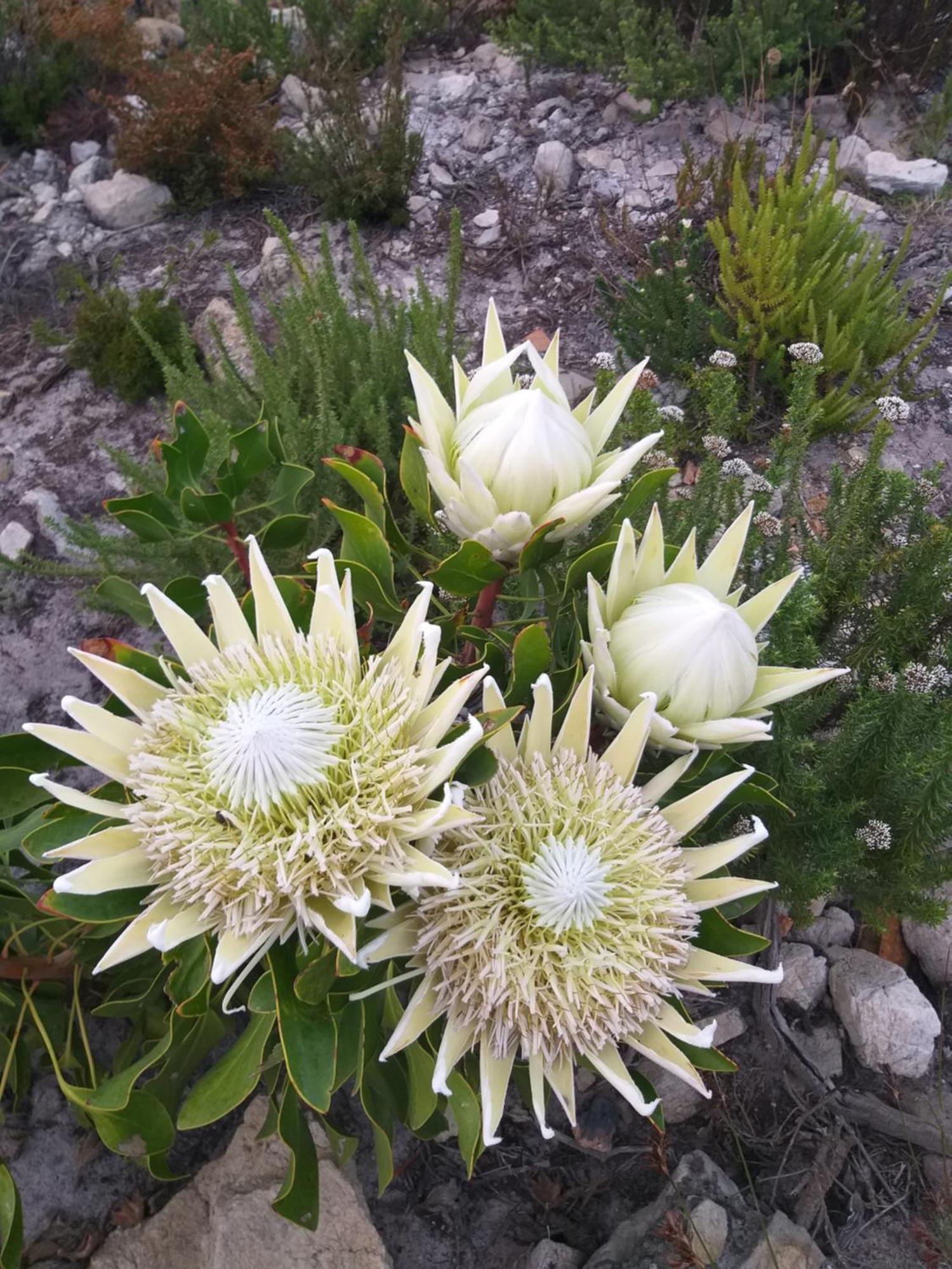 Klipwerf Bettys Bay Lägenhet Exteriör bild